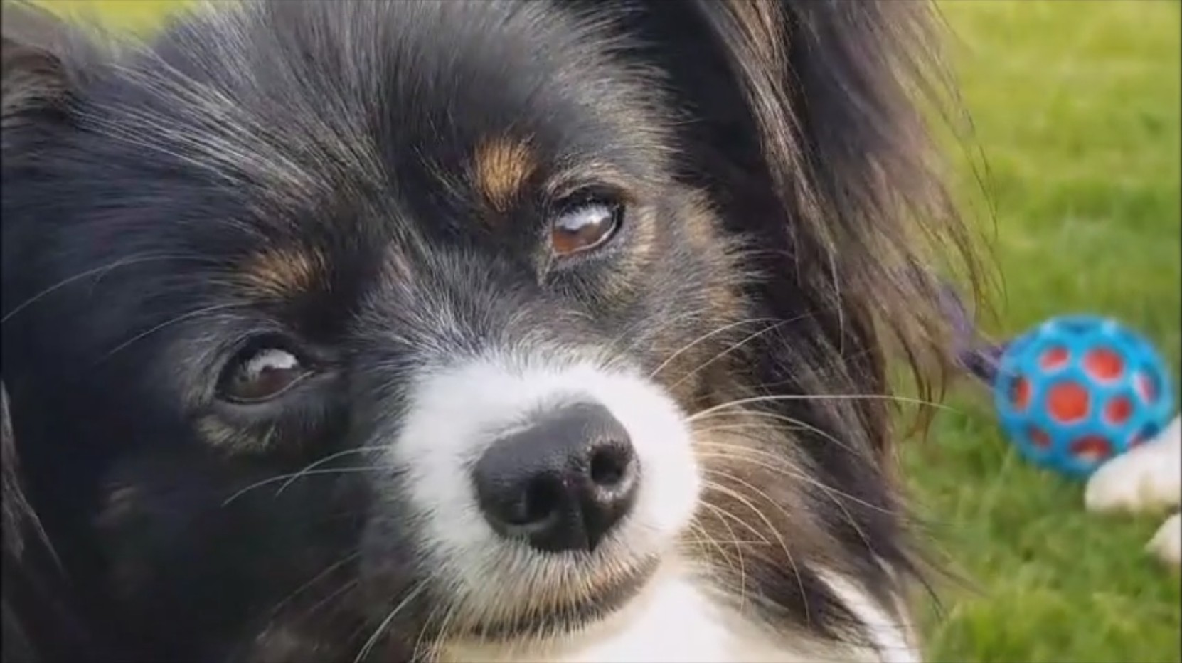 Wight Choice Dog Training